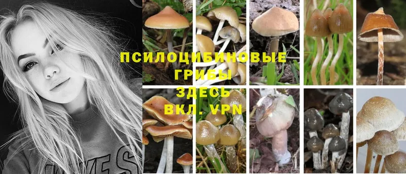 omg вход  наркотики  Апрелевка  Псилоцибиновые грибы Psilocybe 